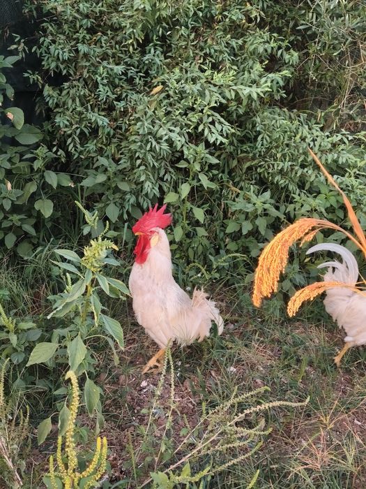 Galos leghorn Brancos