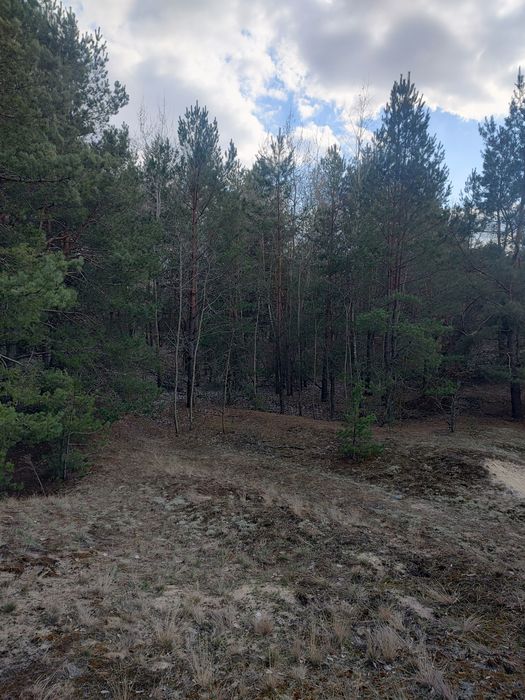 Продам 3,5 ГА в Рожнах, забудова, ліс.