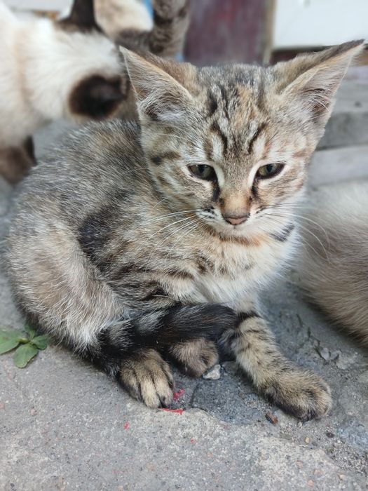 Відам кошенят друзів