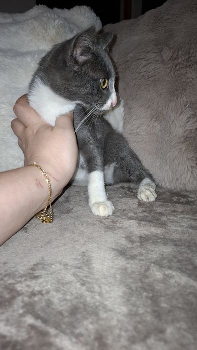 Gatinhos bebes para adopção