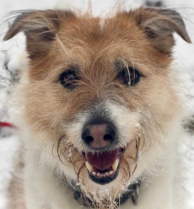 Kudłata Iskia szuka domu