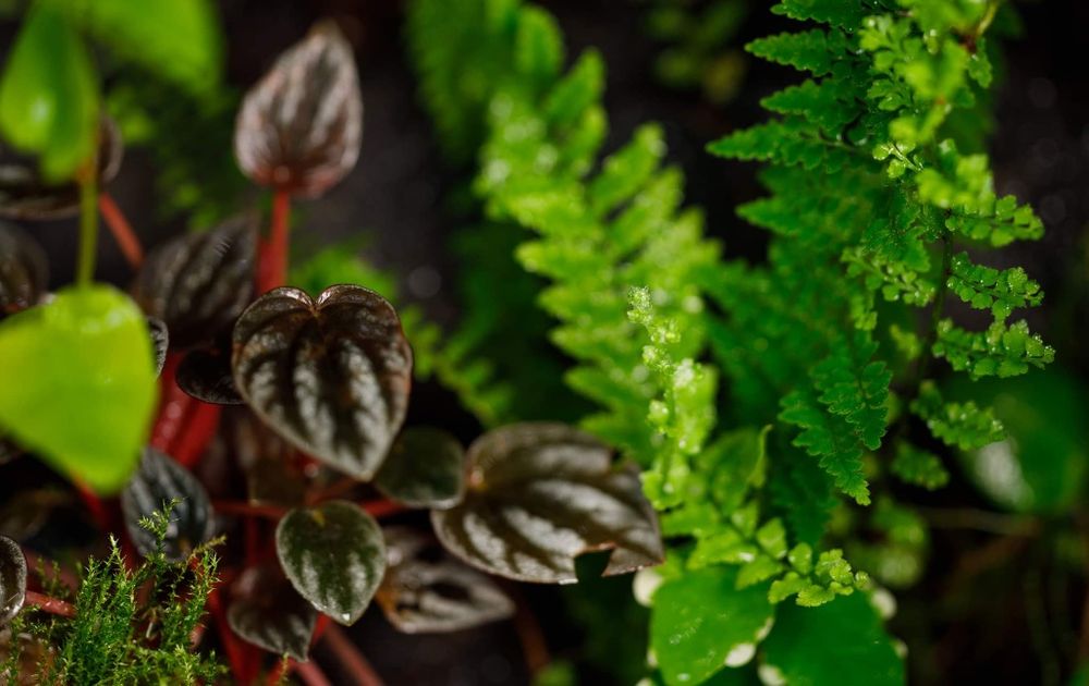 Terrarium tropikalne 40x40x60 paludarium gekon