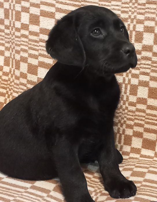 Элитные щенки питомника Лабрадор Ретривер