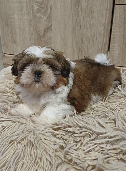 Śliczny piesek Shih-tzu.Gotowy do odbioru.