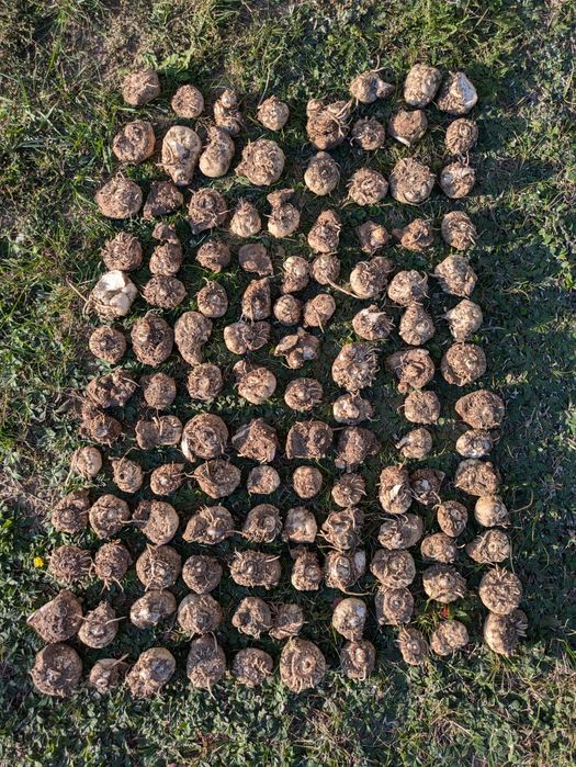 Kalla zantedeschia biała