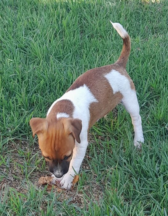 Jack Russell Terrier Excelente, com Pedigree e Afixo