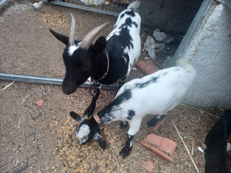 Vendo cabras lindas