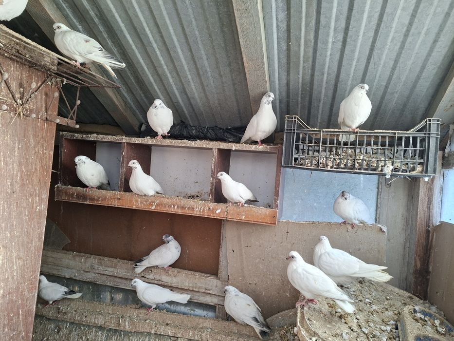 Gołębie winer, winery, winerki