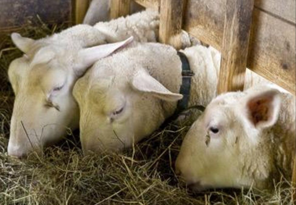 Сіно в тюках для корма, на подстилку, для мульчи, сено суданки.