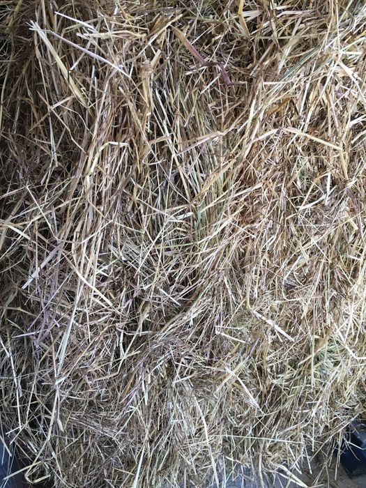 Fardos luzerna/Palha/feno