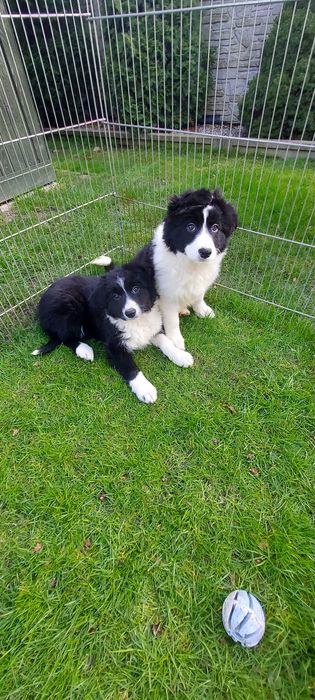 Border collie szczeniak warto zobaczyć!
