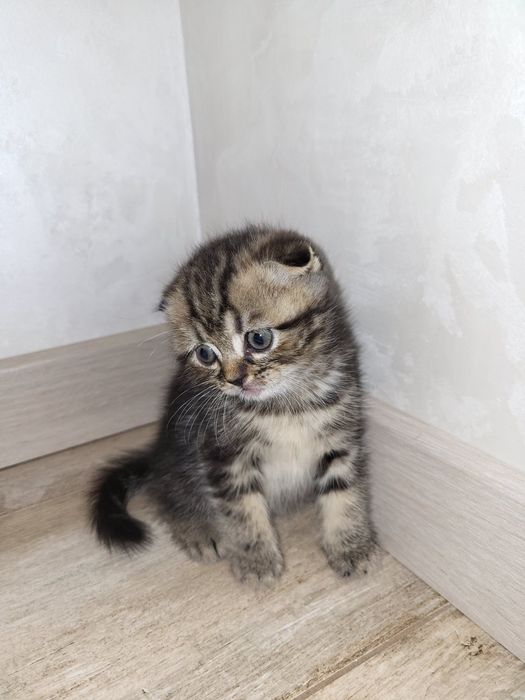 Шотландські чистокровні кошеннята .