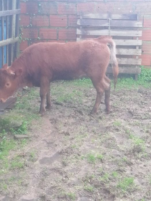 Vitela/Novilha Cx. Limousine