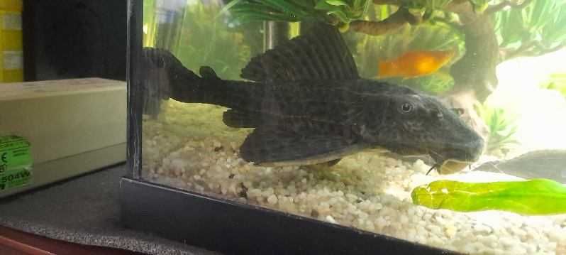 2 Glonojady lamparcie na sprzedaż