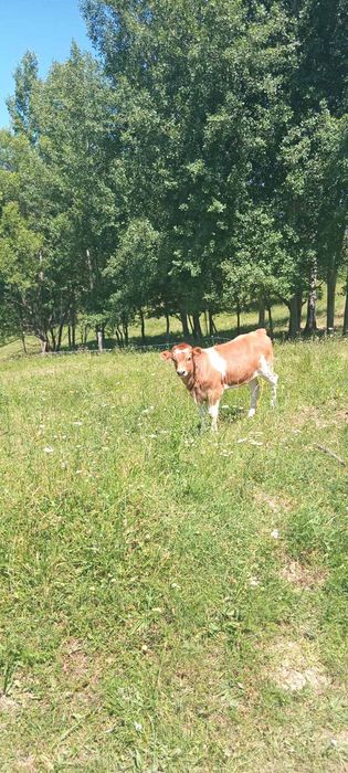 Продається худоба