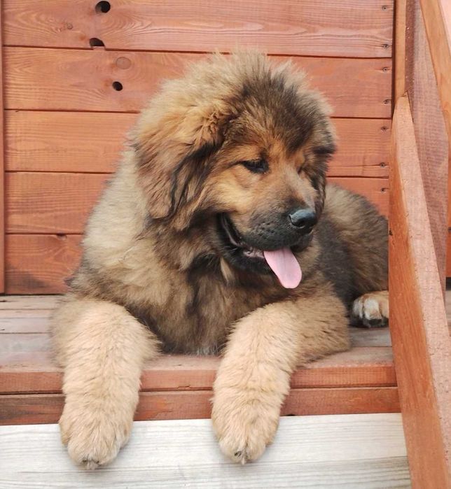 Червоний хлопчик 2 місяці Тібецький мастиф ксу!