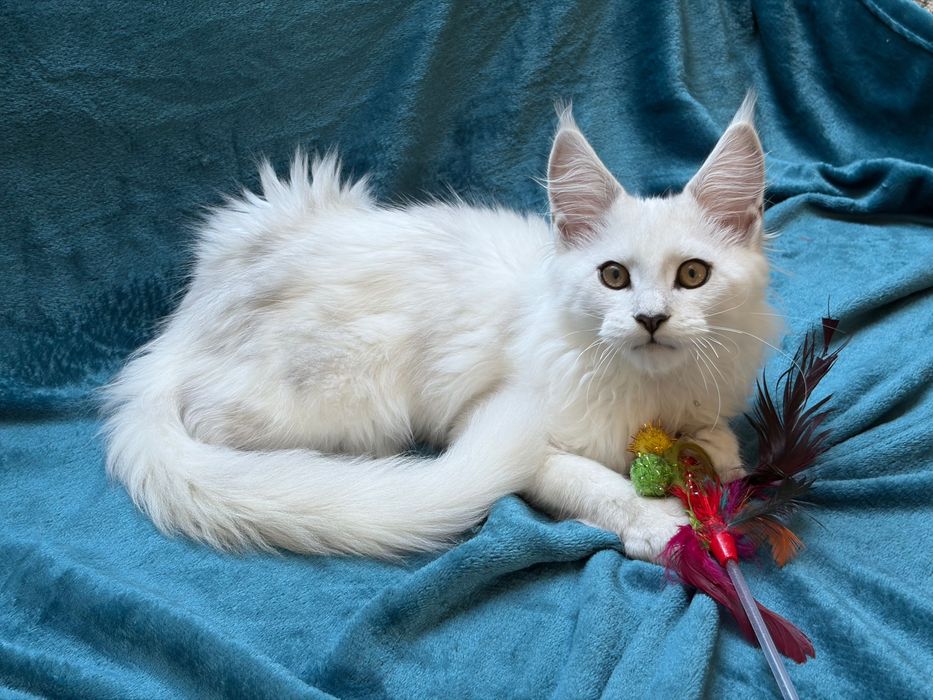 Kocurek Maine Coon shaded