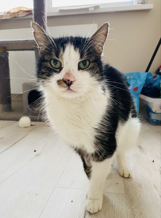 Kotka Wróżka szuka domu!