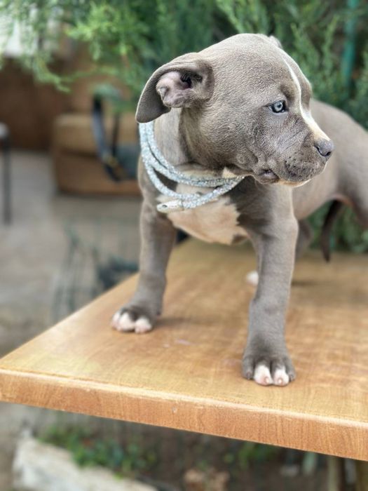 Американский буллі стандарт