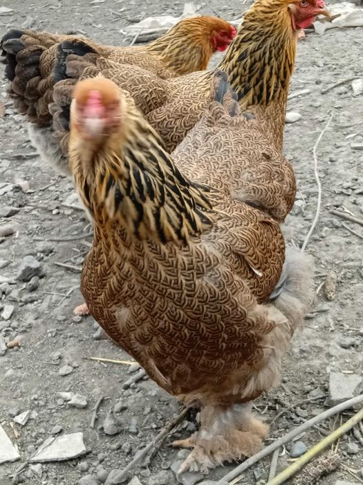 Інкубаційне яйце Брама куріпчаста