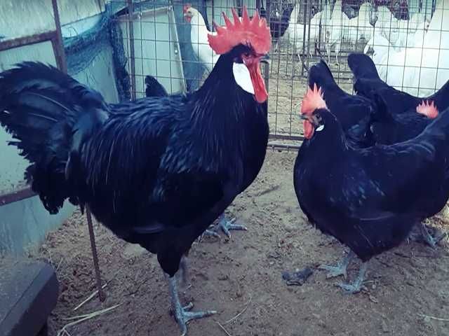 Інкубаційне яйце птиці різних порід Барбезье.