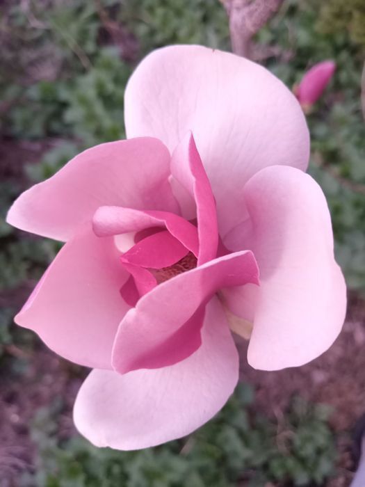 Велика МАГНОЛІЯ Джені Суланжа Сенсація Фелікс Альба Нігра Рододендрон