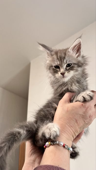 Kotek Maine Coon- niebieski pregowany