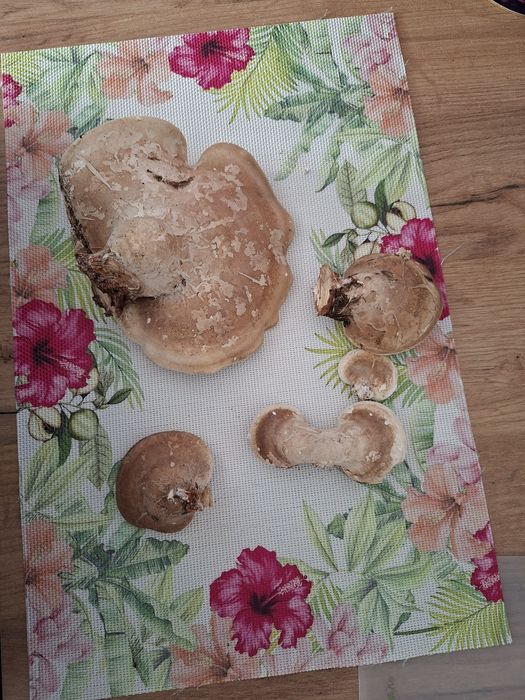 Świeży Białoporek brzozowy