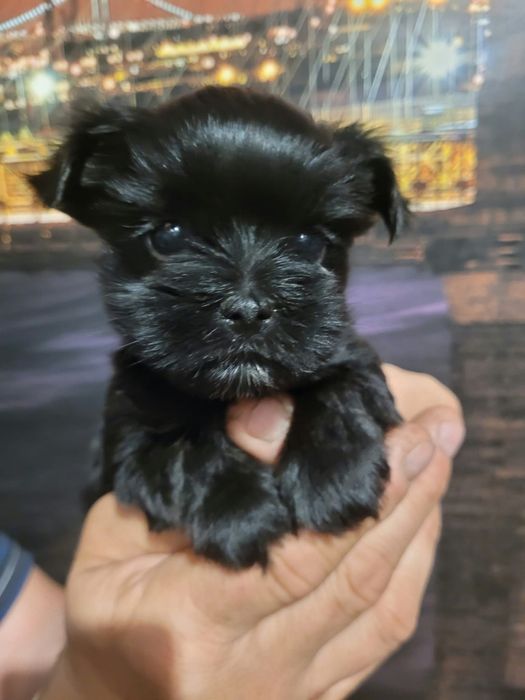 Yorkshire Terrier sunia malutka