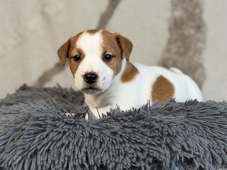 Piesek gladkowlosy Jack Russell terrier ZKWP/FCI