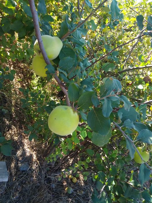 Marmelos biológicos