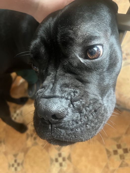 Собака кане корсо