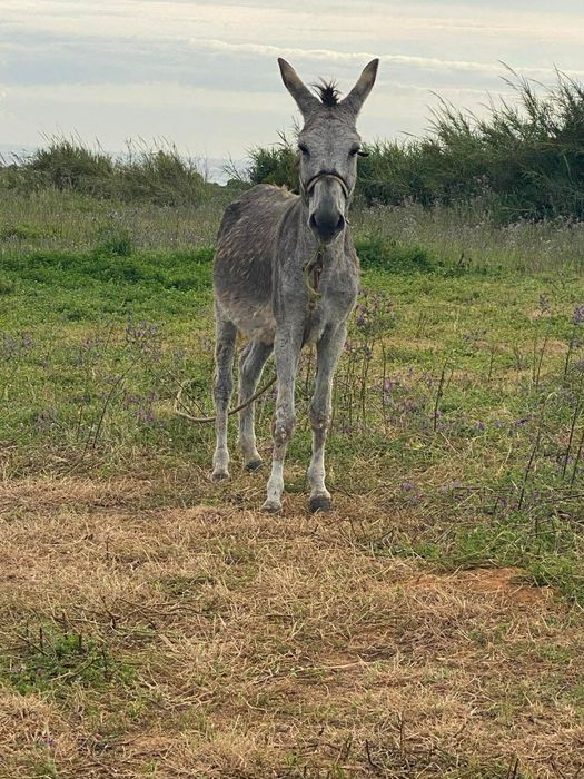 Burros e burras mansos