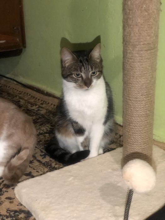 Кошечка 1 год бесплатно ,еще неделя передержки и опасная улица