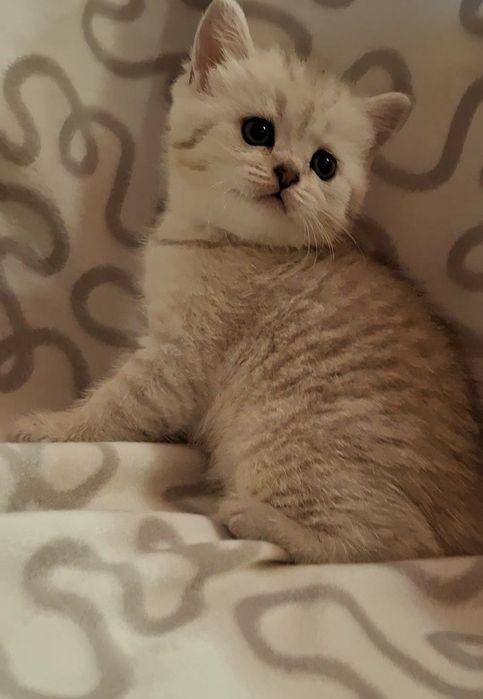Одесские котята короткошёрстные
