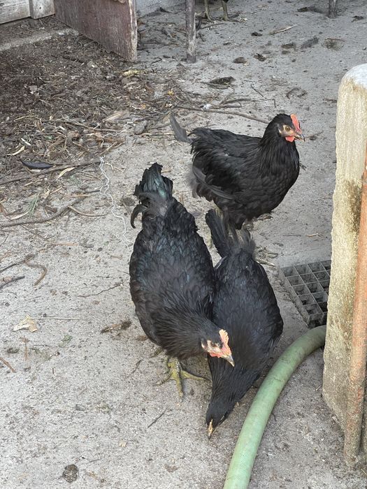 Galos australorp