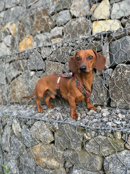 Красень такса для вʼязки
