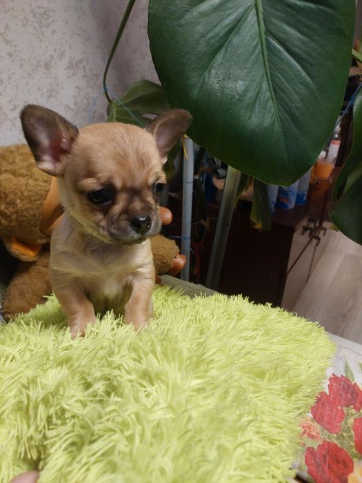 Продажа щенков чихуа