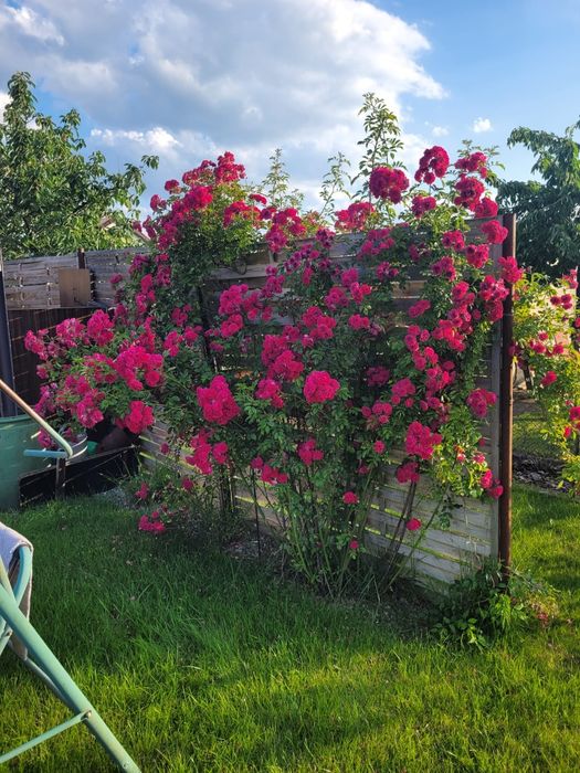 Ogródek działkowy na "Rod Oaza"