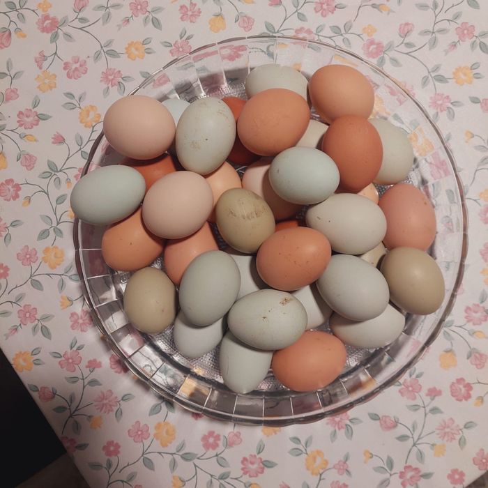 Ovos caseiros para consumo e criaçao