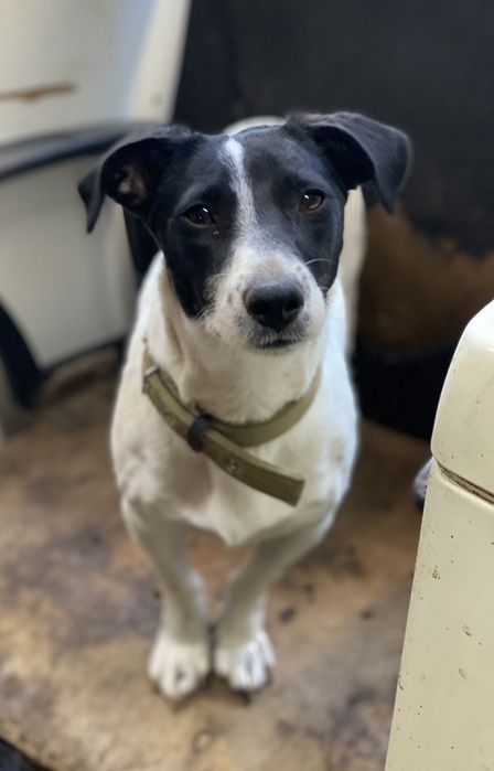 Отдам даром в добрые руки собачку метис мелкой породы