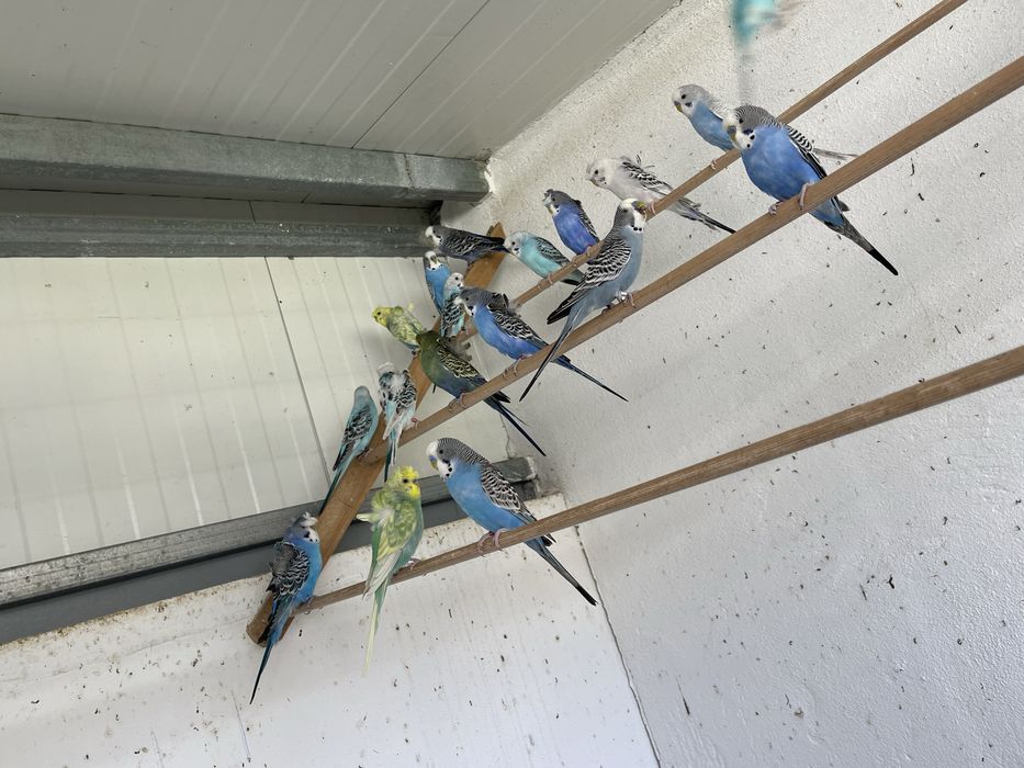 Periquitos australianos ( mutacoes )