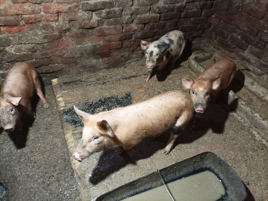 Поросята 6500 пара