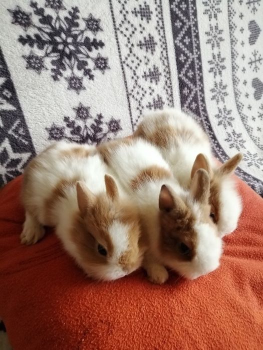 Sprzedam króliczki miniaturki młode