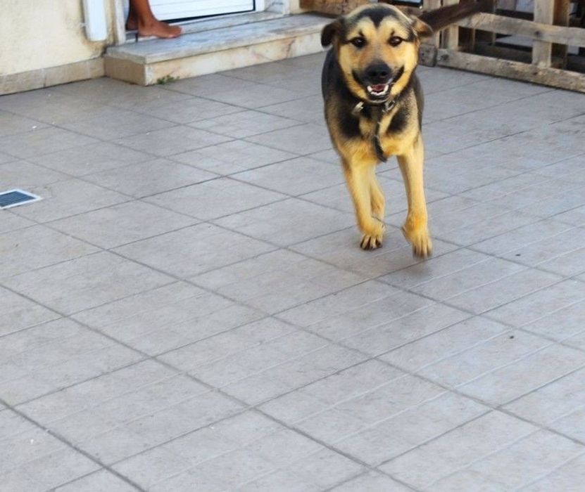 Cão jovem para adoção