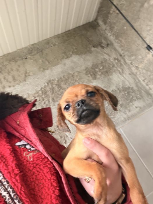 Para doar - cruzamento de pug com pincher