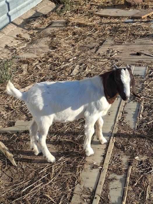 Chibo Boer, com 5 meses