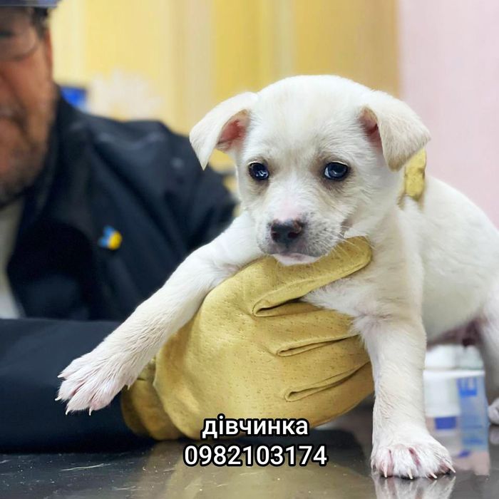 Біле цуценя, біла собака, цуценя хаскі 2 міс. Відповідальним людям