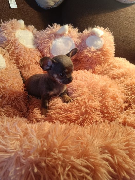 Chihuahua suczka