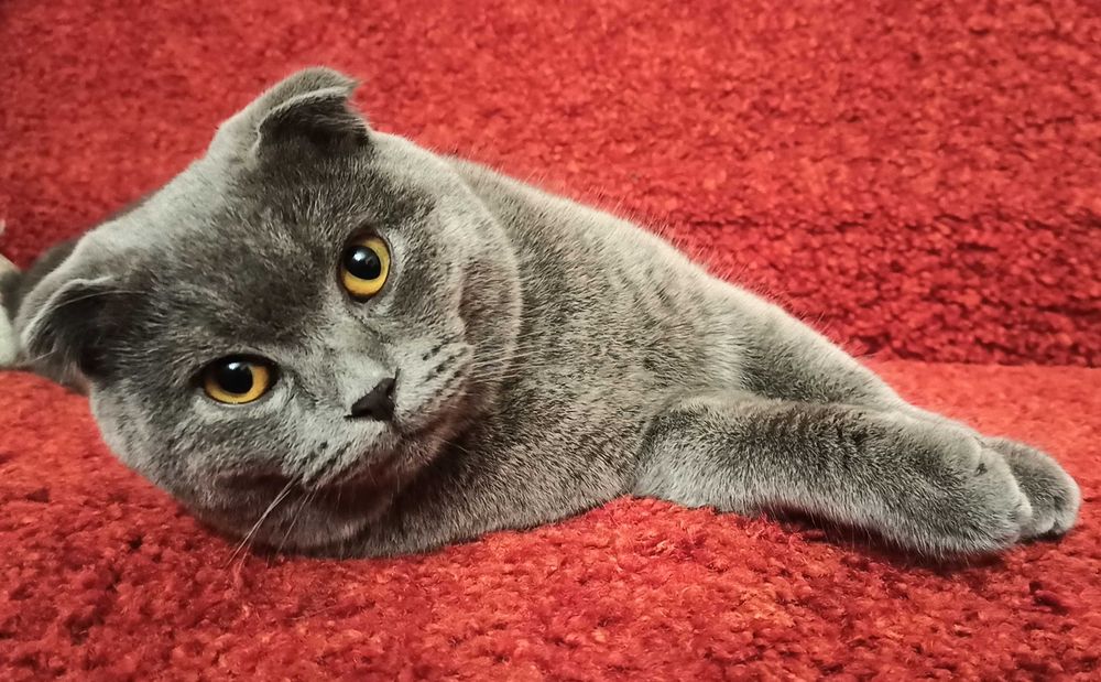 В'язка. Котик шукає кішечку